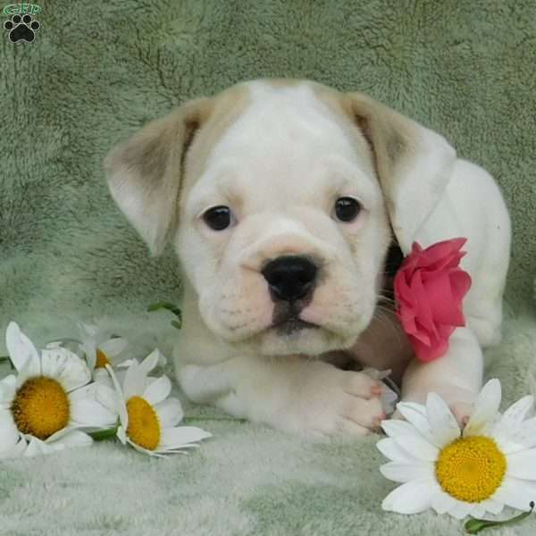 Lilly, Miniature Bulldog Puppy